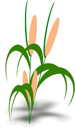 Harit Seeds