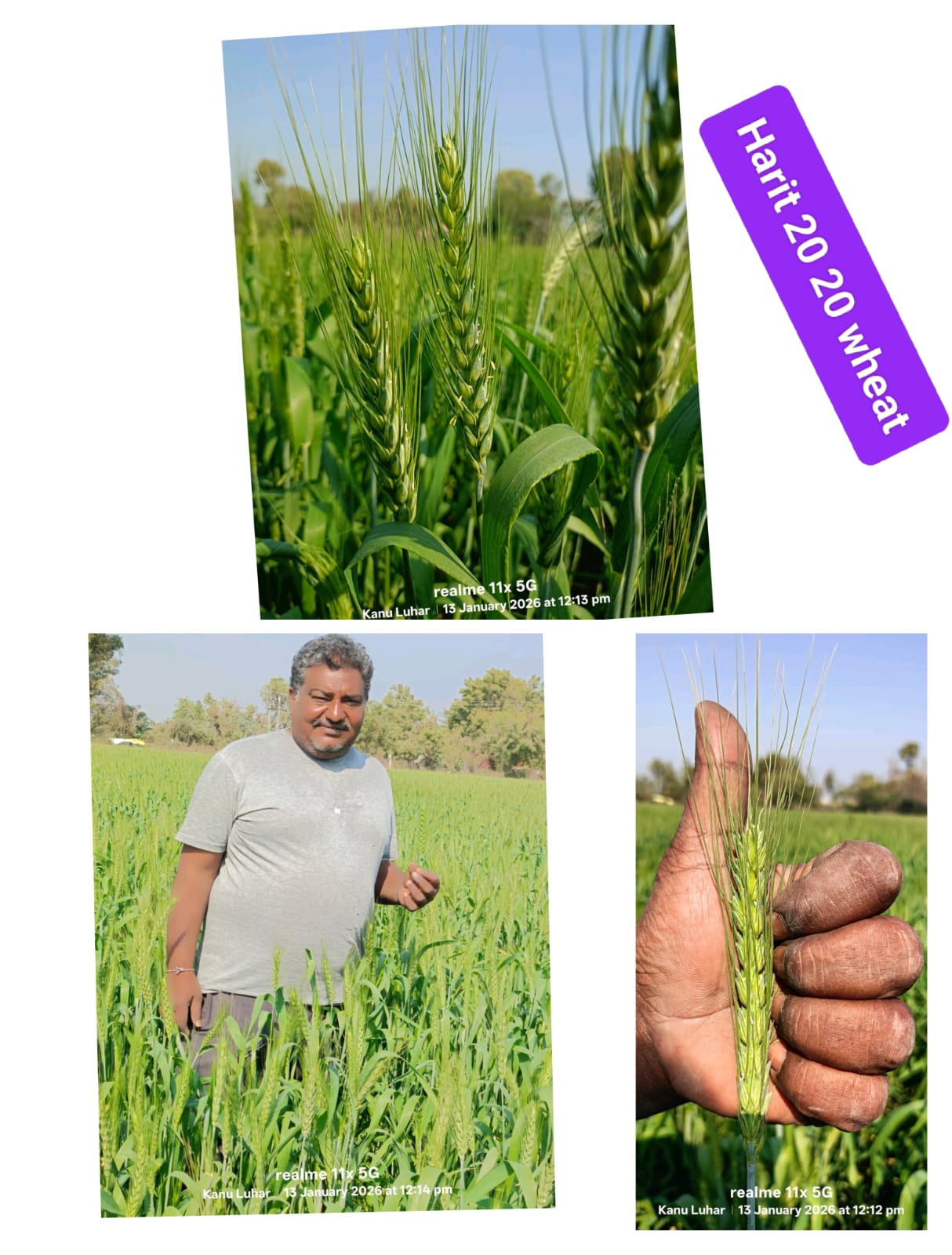 Harit%20Seeds