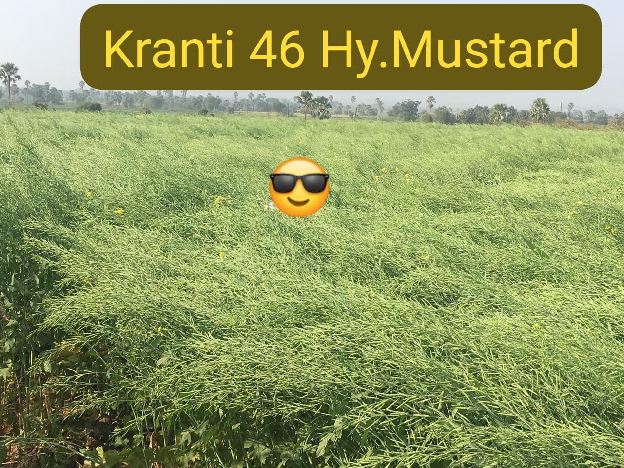 Harit%20Seeds
