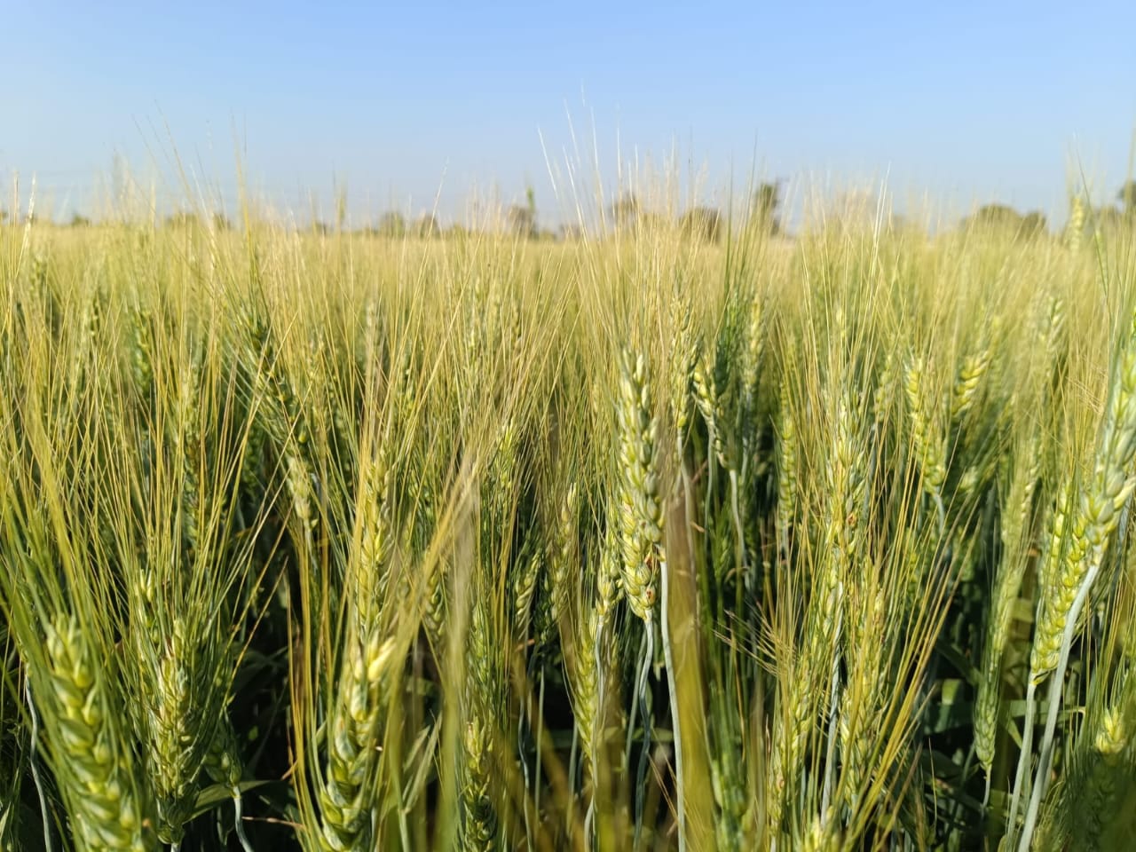Harit%20Seeds