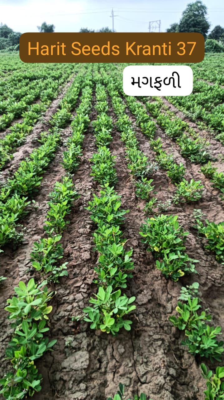 Harit%20Seeds