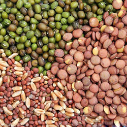 Harit%20Seeds