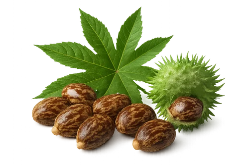 Harit%20Seeds